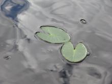 fotogrāfija
