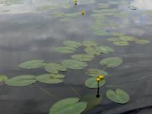 fotogrāfija