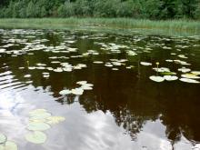 fotogrāfija