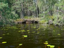 fotogrāfija