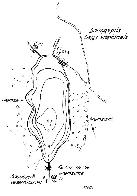 hydrological map